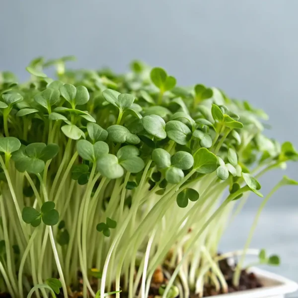 Broccoli Microgreens