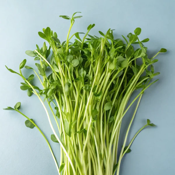 Kohlrabi Microgreens