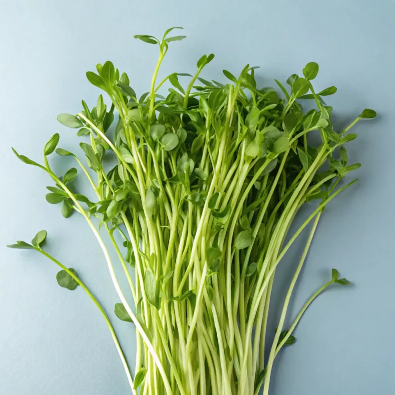 Kohlrabi Microgreens
