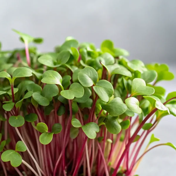 Radish Microgreens