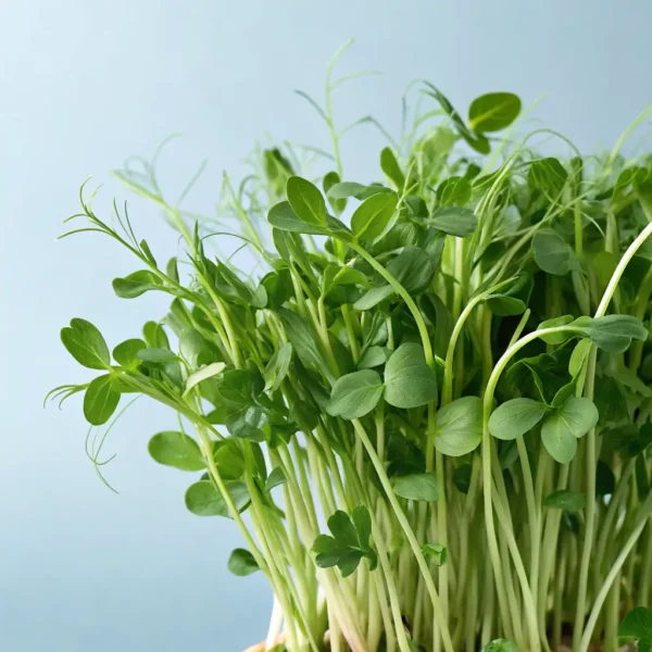 Mizuna Microgreens