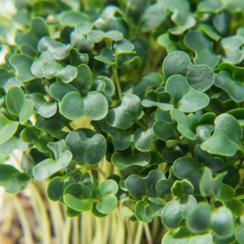 Kale Microgreens