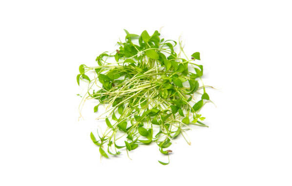 Basil MicroGreens