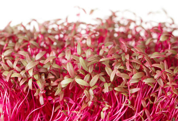 Beet MicroGreens