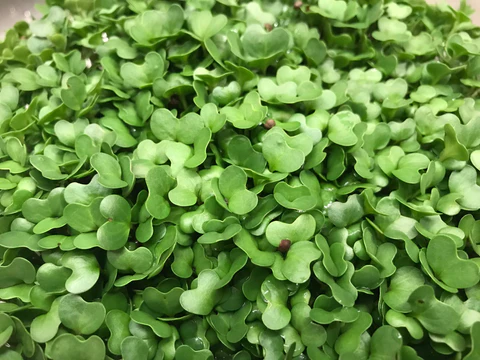 Collard Microgreens