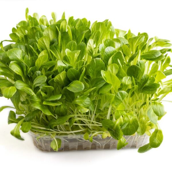 Lettuce MicroGreens
