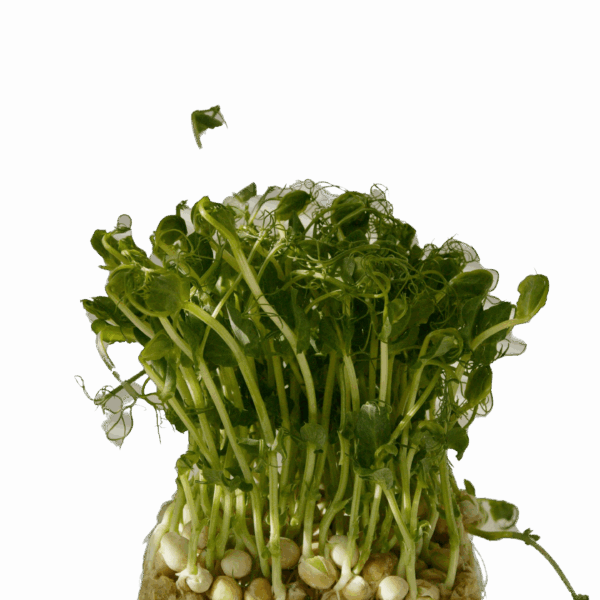 Mung Bean