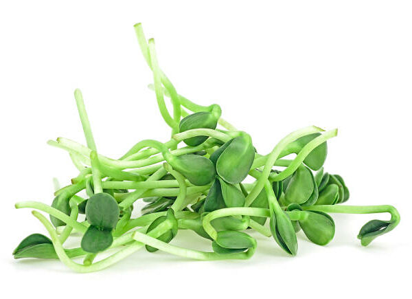 Sunflower Microgreens